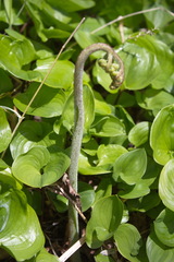 Pteridium latiusculum japonicum