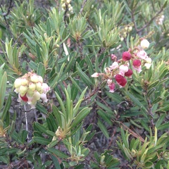 Comarostaphylis polifolia