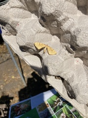 Gandaritis pyraliata