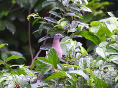 Lacistema aggregatum