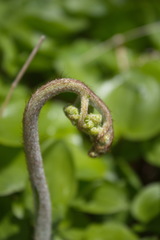 Pteridium latiusculum japonicum