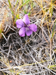 Viola dissecta