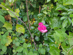Rosa