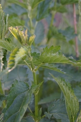 Urtica sondenii