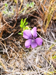 Viola dissecta