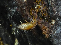 Entomobrya nivalis