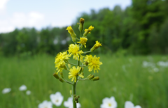 Crepis praemorsa