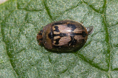 Peltoschema hamadryas
