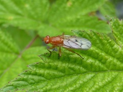 Dryomyzidae