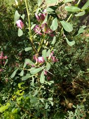 Halimodendron halodendron