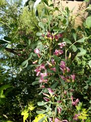 Halimodendron halodendron