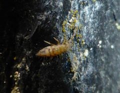 Entomobrya nivalis
