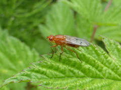 Dryomyzidae
