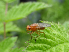 Dryomyzidae