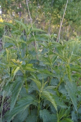 Urtica sondenii