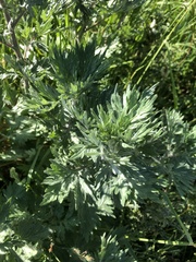 Artemisia vulgaris
