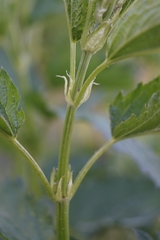 Urtica sondenii