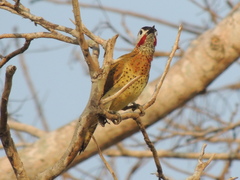 Colaptes punctigula