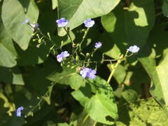 Brunnera