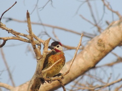 Colaptes punctigula