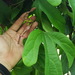 Aristolochia jackii - Photo (c) Green Baron Pro, algunos derechos reservados (CC BY-NC)