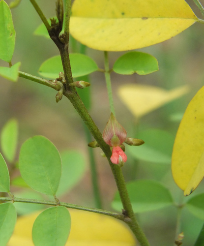 Indigopflanze (Indigofera tinctoria): Herkunft und Verwendung — Foto 1