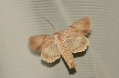 Apamea lithoxylaea