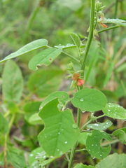 Indigofera trita marginulata