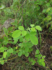 Indigofera trita marginulata