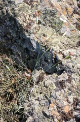 Dianthus marschallii