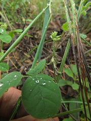 Indigofera trita marginulata