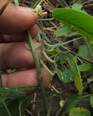 Indigofera trita marginulata