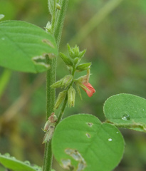 Indigofera trita marginulata