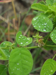 Indigofera trita marginulata