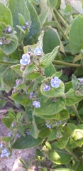Pentaglottis sempervirens