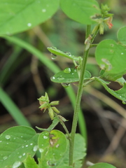 Indigofera trita marginulata