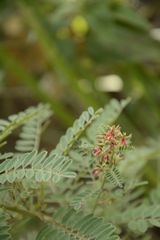 Indigofera wightii