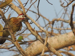Colaptes punctigula