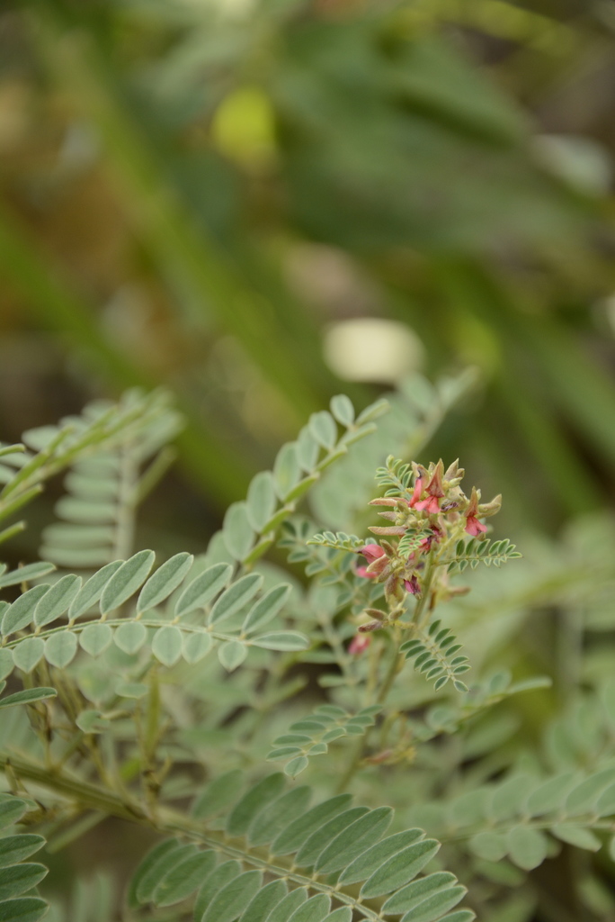 Indigofera wightii (Indigofera wightii)