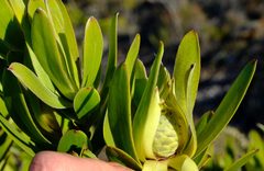 Leucadendron cryptocephalum