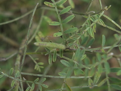 Indigofera wightii