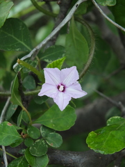 Ipomoea dichroa