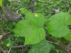 Ipomoea dichroa