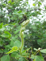 Ipomoea dichroa