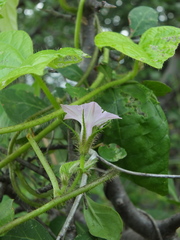 Ipomoea dichroa