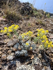 Alyssum trichostachyum
