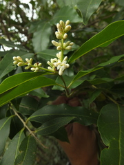 Ligustrum robustum perrottetii
