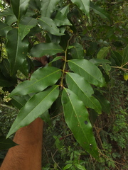 Ligustrum robustum perrottetii