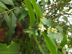 Ligustrum robustum perrottetii