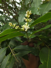 Ligustrum robustum perrottetii